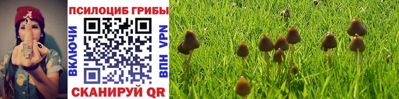 Галлюциногенные грибы Psilocybe Северо-Курильск